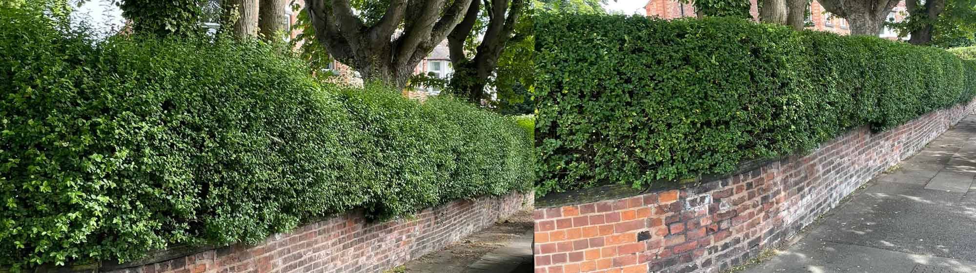 hedge-trimming-before-after