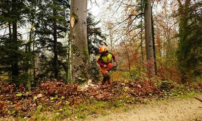 tree-felling-cover