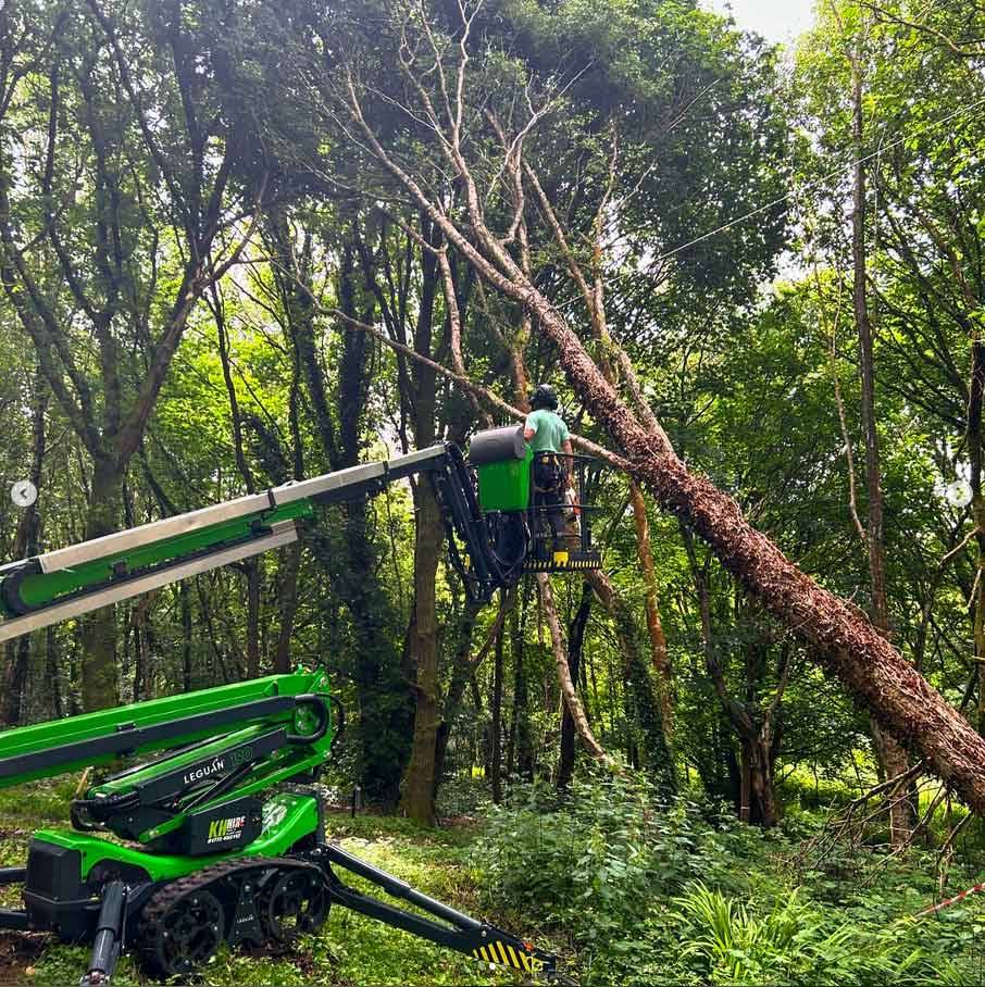 tree cutting down prestwich