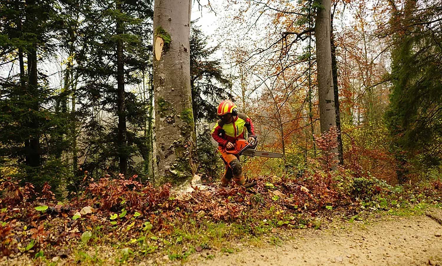 tree felling and removals