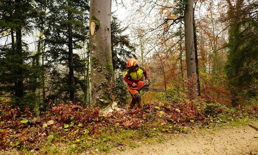tree felling tree surgeon